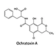 Mögelgift Ochratoxin A OTA från mögel som Penicillium och Aspergillus