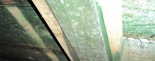 Vitmögel på byggnadsmaterial behandlat med högtoxiskt träskyddsmedel, i krypgrund